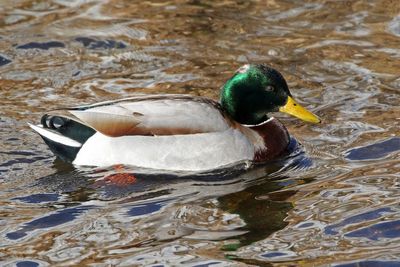 Mallard 2025-01-23