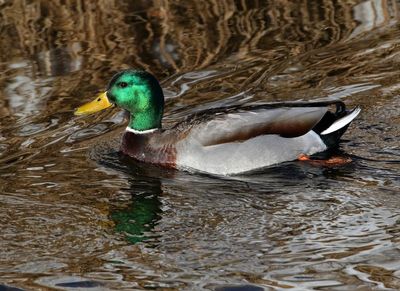 Mallard 2025-01-23
