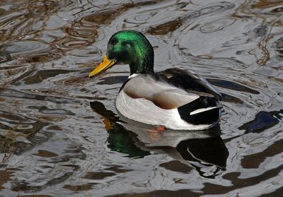 Mallard 2025-01-23