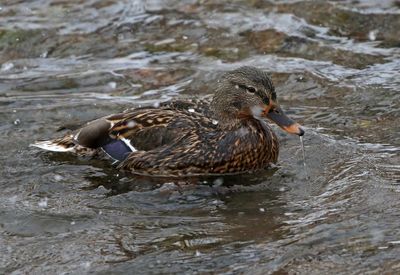 Mallard 2025-01-25