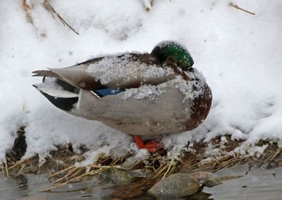 Mallard 2025-01-25