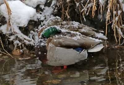 Mallard 2025-01-25