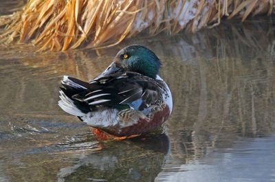 Northern Shoveler 2025-01-18
