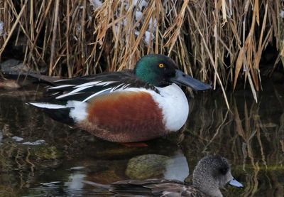 Northern Shoveler 2025-01-22
