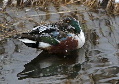 Northern Shoveler 2025-01-25