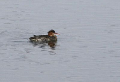 Red-breasted Merganser 2025-01-26