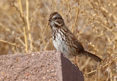 Song Sparrow 2025-01-27