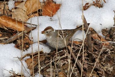 White-crowned Sparrow 2025-01-27
