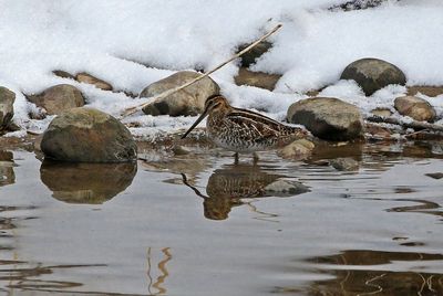 Wilson's Snipe 2025-01-26