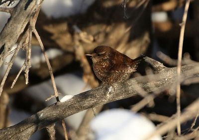 Winter Wren 2025-01-21