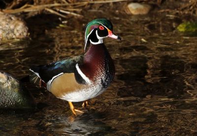 Wood Duck 2025-01-16