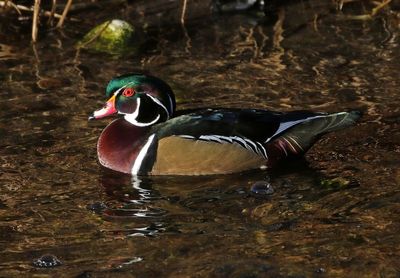 Wood Duck 2025-01-16