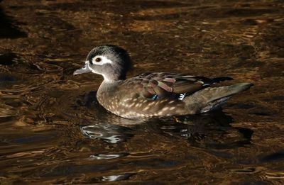 Wood Duck 2025-01-16