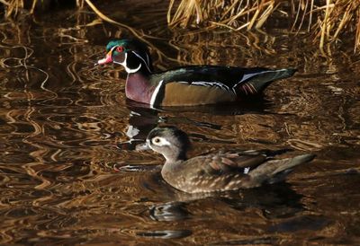 Wood Duck 2025-01-16