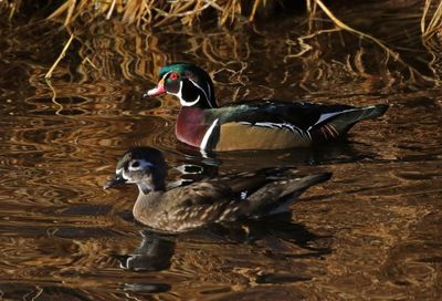 Wood Duck 2025-01-16