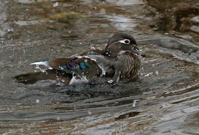 Wood Duck 2025-01-25