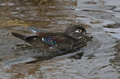 Wood Duck 2025-01-25