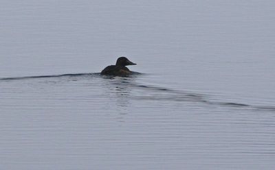White-winged Scoter 2025-01-26