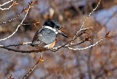 Belted Kingfisher 2025-02-06