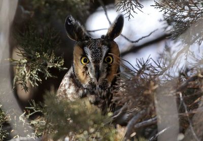 Long-eared Owl 2025-02-09