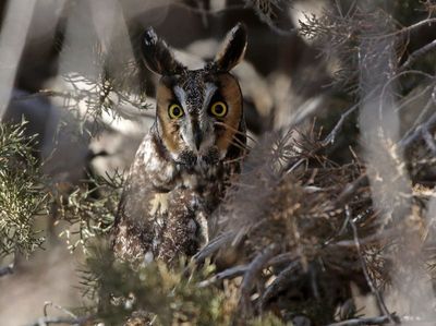 Long-eared Owl 2025-02-09