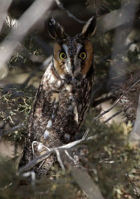 Long-eared Owl 2025-02-09