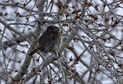 Northern Pygmy-Owl 2025-02-02