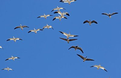 Snow Goose 2025-02-07