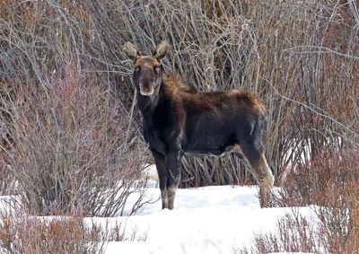 Moose 2025-02-02
