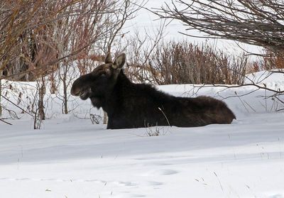 Moose 2025-02-02
