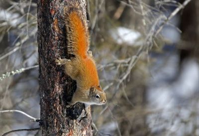 American Red Squirrel 2025-02-16