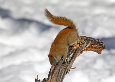 American Red Squirrel 2025-02-16