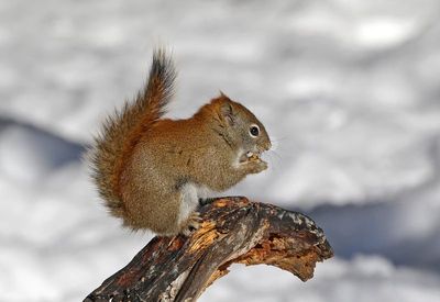 American Red Squirrel 2025-02-16