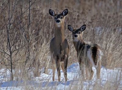 White-tailed Deer 2025-02-17