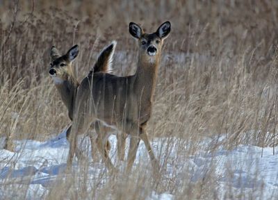 White-tailed Deer 2025-02-17