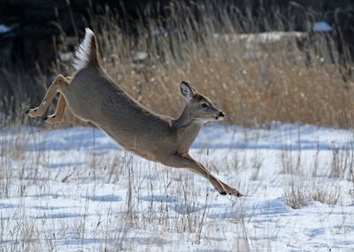 White-tailed Deer 2025-02-17