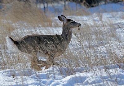 White-tailed Deer 2025-02-17