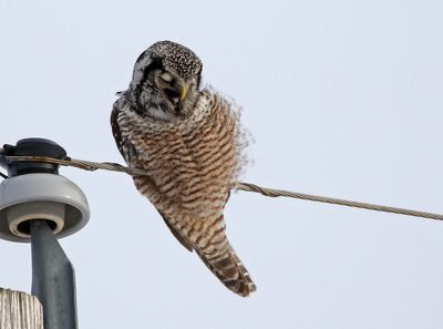 Northern Hawk Owl 2025-02-15