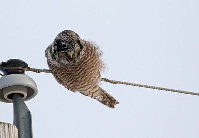 Northern Hawk Owl 2025-02-15