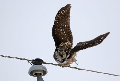 Northern Hawk Owl 2025-02-15