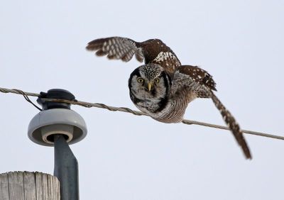 Northern Hawk Owl 2025-02-15