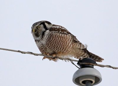 Northern Hawk Owl 2025-02-15