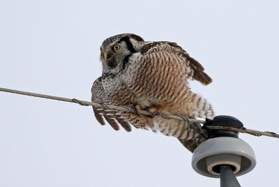 Northern Hawk Owl 2025-02-15