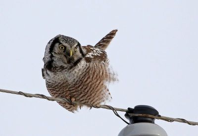 Northern Hawk Owl 2025-02-15