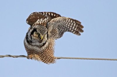 Northern Hawk Owl 2025-02-15