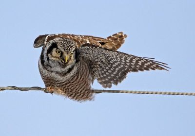 Northern Hawk Owl 2025-02-15