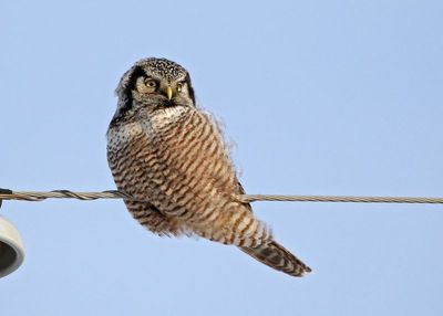 Northern Hawk Owl 2025-02-15