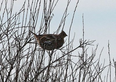 Ruffed Grouse 2025-02-15