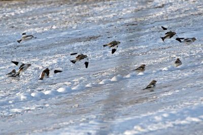 Snow Bunting 2025-02-15