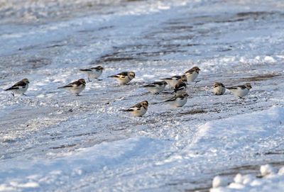 Snow Bunting 2025-02-15